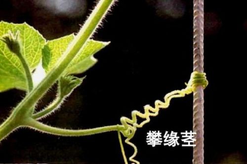 缠绕茎靠什么向上升，缠绕茎是什么意思