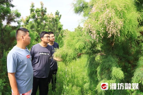 柽和琛，柽柏怎么读