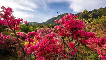 谜语山花红烂漫打内蒙古一地名的答案