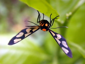 insect怎么读