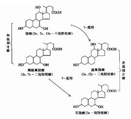 胆汁酸杀菌吗?
