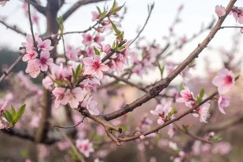 “王维的春来遍是桃花水,不辨仙源何处寻?”这句诗歌的全文是什么?主要