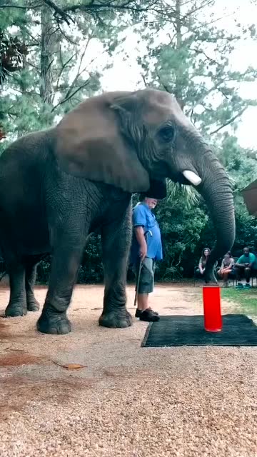 大象的鼻子像什么