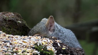 squirrels，squirrel是什么动物
