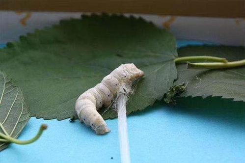 养蚕缫丝什么意思，养蚕缫丝织绸