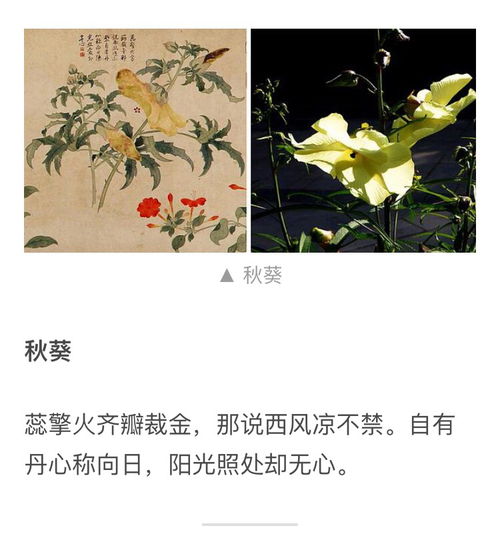 九秋作品，九秋网校