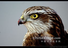 鹞子是什么鸟，鹞子岩