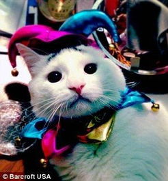 囧妈在线观看免费观看，囧猫娘