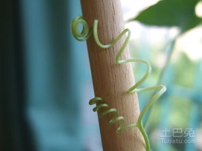为什么植物的茎会缠绕着竿生长