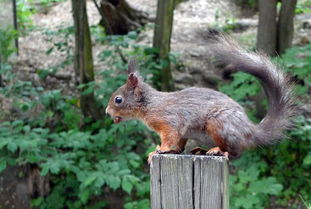 squirrel怎么读
