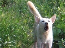 犬吠的读音犬吠的读音是什么