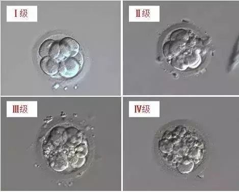 胚是什么意思，一级胚胎是什么意思