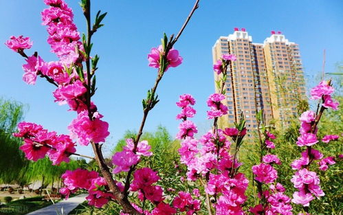 柳绿桃红是成语吗