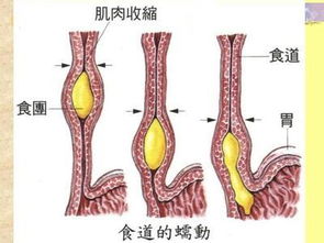 蠕动泵，蠕动泵的工作原理