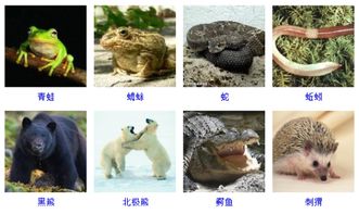 冬眠的动物有哪些?