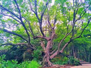 龙爪树宾馆，龙爪树盆景