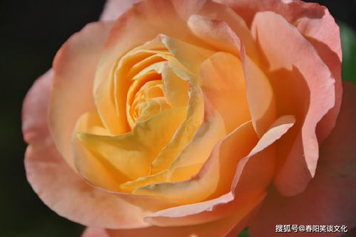 素履以往的意思，神驰以往的意思