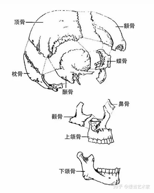 头部结构图