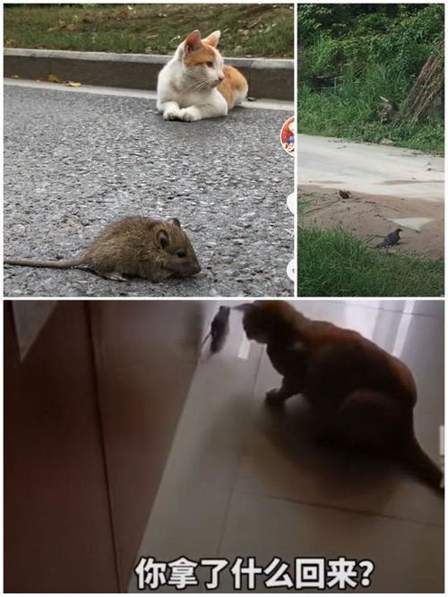 抱头鼠窜的意思代表什么生肖，抱头鼠窜指什么生肖