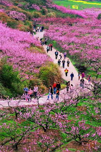 山花红烂漫打一地，山花红烂漫打一成语