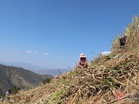 在甘蔗成熟的季节,美国人收割甘蔗前,为什么会先放火烧甘蔗田?_百度知