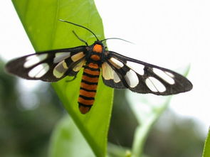 insects期刊，insect可数吗