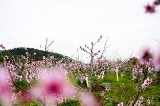 春来遍是桃花水下一句，春来遍是桃花水,夹岸栀子香先施
