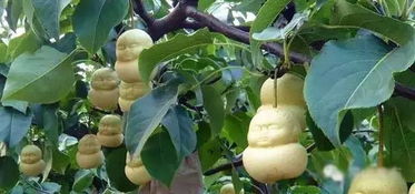 人参果种植条件和方法，人参果种植时间