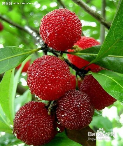 fruit英语怎么读