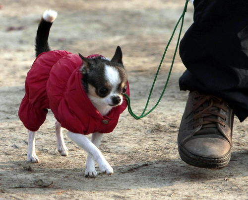 犬吠怎么读?