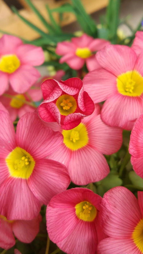 花友APP，花友东莞珊