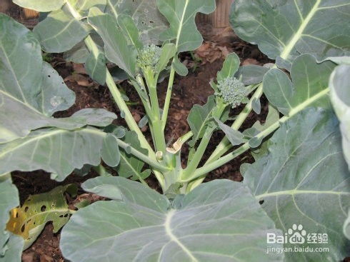 西兰苔和西兰花有什么区别吗?