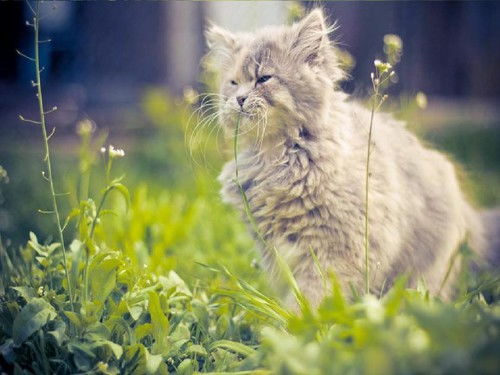 猫吃草吗?，猫吃草的好处