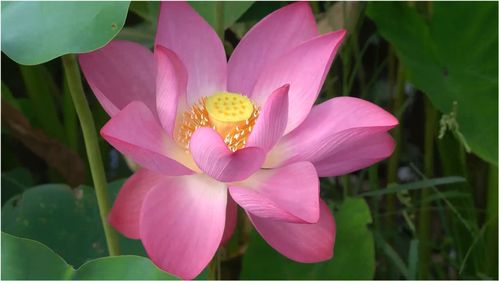 观赏莲花的句子，观赏莲花种藕种植方法