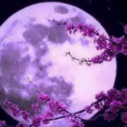 《十五夜望月》古诗原文，《十五夜望月》唐 王建