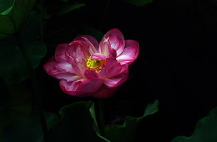 观赏荷花有什么有几种,哪些最常见