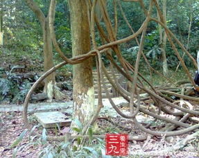 阳朔特产有什么值得带阳朔特产有哪些值得带