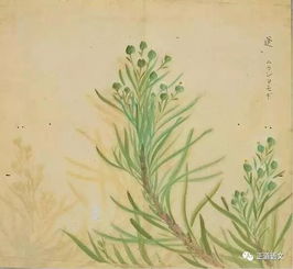 首如飞蓬前一句，首如飞蓬这一成语出自诗经中的