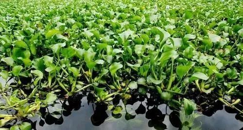水浮莲的危害和作用，水浮莲的正确养殖方法