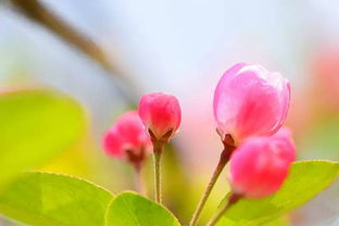 海棠花开我们就见什么意思，海棠花开 小说
