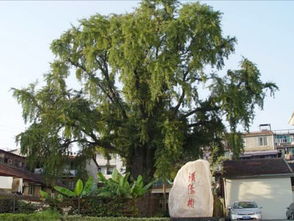 汉阳树在哪里，汉阳树公园