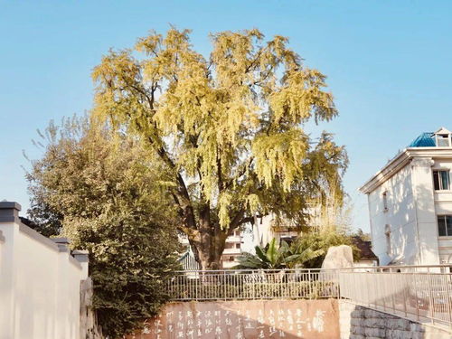 晴川历历汉阳树,芳草萋萋鹦鹉洲。是什么意思?