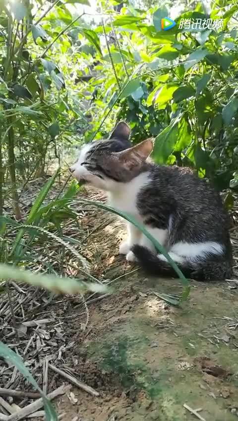 猫吃草是为什么