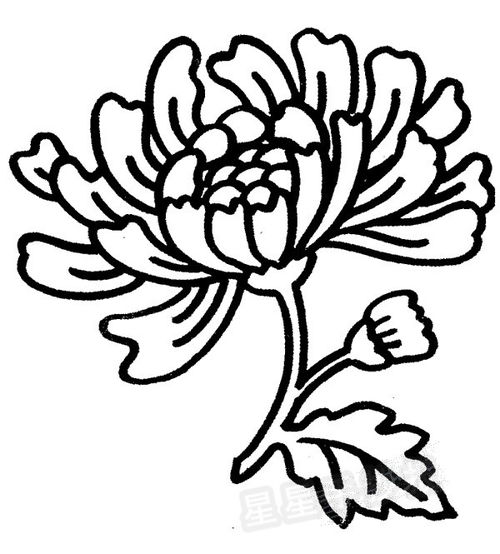菊花简笔画怎么画