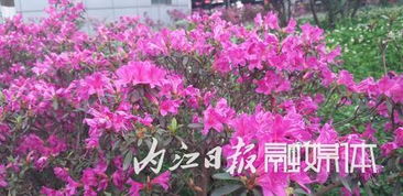 春鹃与夏鹃有什么区别,春鹃与毛鹃的区别