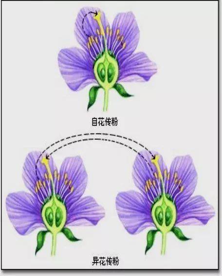 异花传粉主要有哪两种类型，异花传粉是杂交吗?