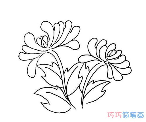 菊花简笔画图片大全 儿童简笔画，菊花简笔画图片大全彩色