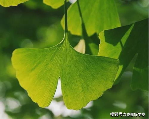 银杏叶的寓意和花语是什么，两片银杏叶的寓意