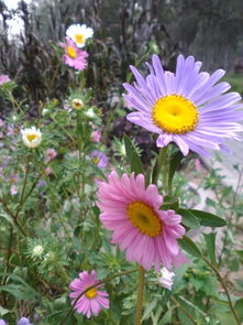 flowers歌曲，flower是什么意思
