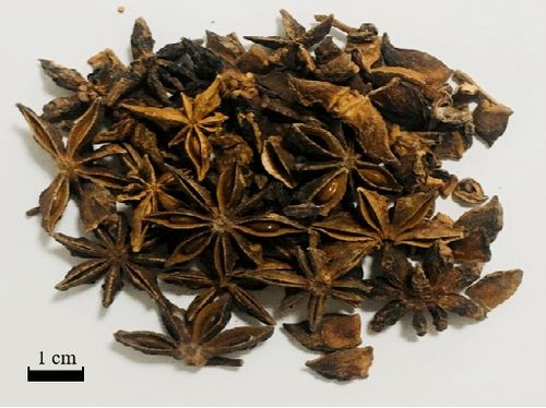 为什么现在的八角茴香的籽是空的?